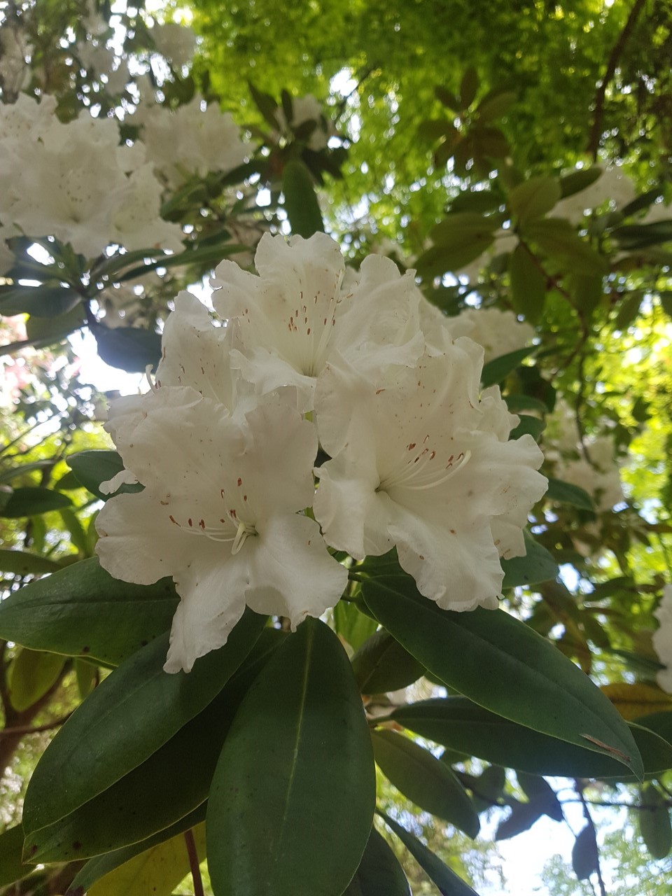 'Loder's White' AGM